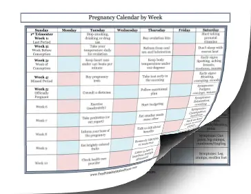 Pregnancy Calendar By Week Medical Form