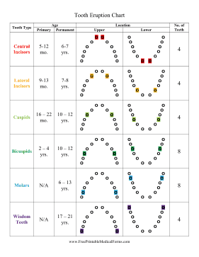 Tooth Eruption Chart Medical Form