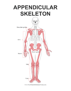 Appendicular Skeleton Medical Form
