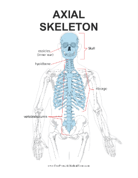 Axial Skeleton Medical Form