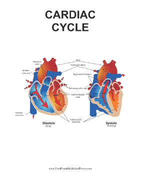 Cardiac Cycle Medical Form