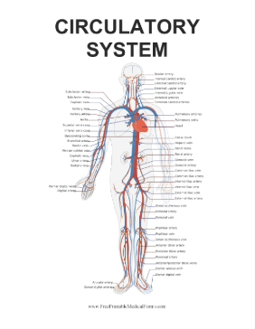 Circulatory System Medical Form
