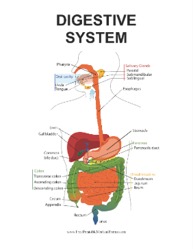 Digestive System Medical Form