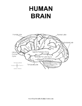 Human Brain Medical Form
