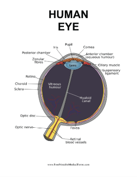Human Eye Medical Form