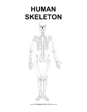 Human Skeleton Medical Form