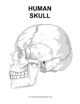 Human Skull Medical Form