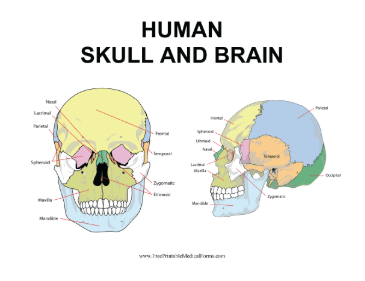 Human Skull And Brain Color Medical Form