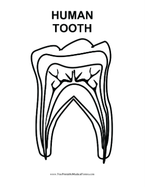 Human_Tooth Medical Form