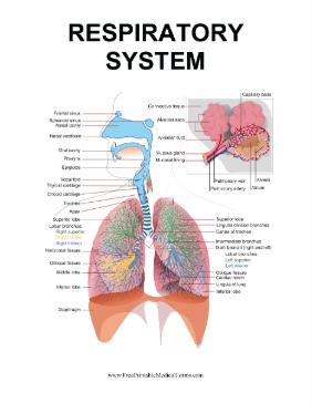 Respiratory System Medical Form
