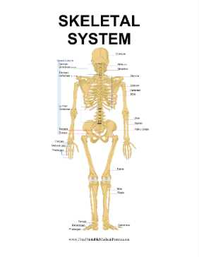 Skeletal System Medical Form