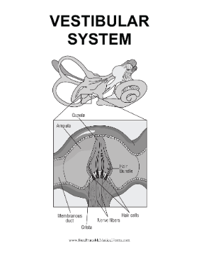 Vestibular System Medical Form