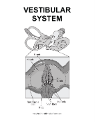 Vestibular System
